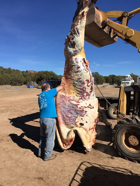 Skinning a buffalo with a mirror polished, hand-engraved, gemstone handled knife